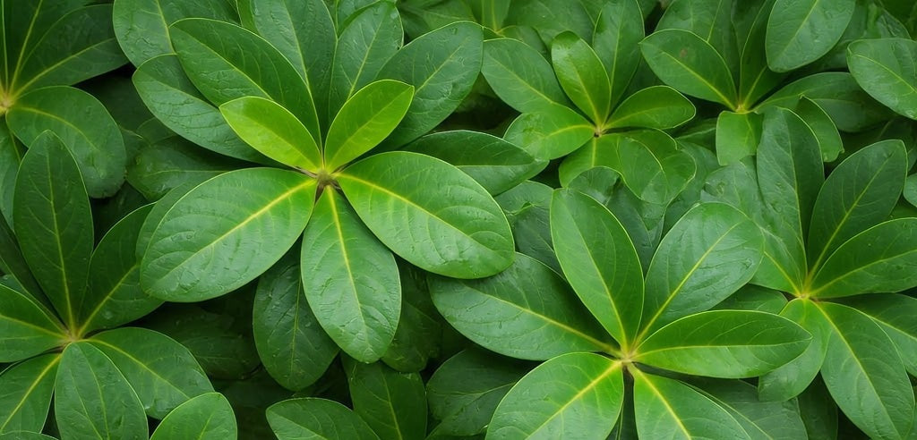 5 Ways to Get the Most Out of Your Kratom Routine (Without Overdoing It)