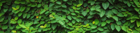 Strains Explained: How to Choose the Right Vein for You